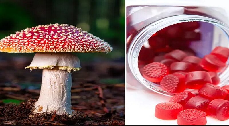 Magic mushroom gummies